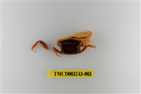 藏品(四角丑招潮蟹)的圖片